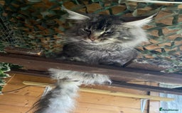 Maine Coon cats for stud: Active Tica duel Gccf Maine Coons in Grantham - Image 18