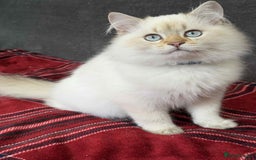 British Shorthair cats for sale: Stunning BSH golden/silver Kittens TICA - Image 20
