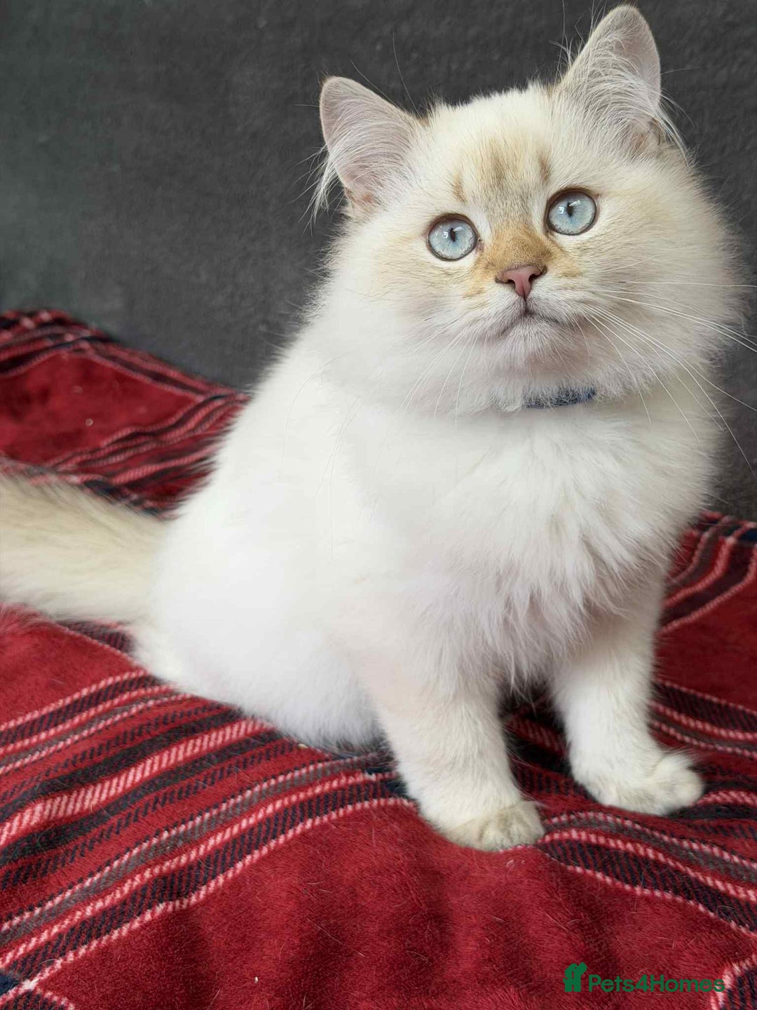 British Shorthair cats for sale: Stunning BSH golden/silver Kittens TICA - Image 20