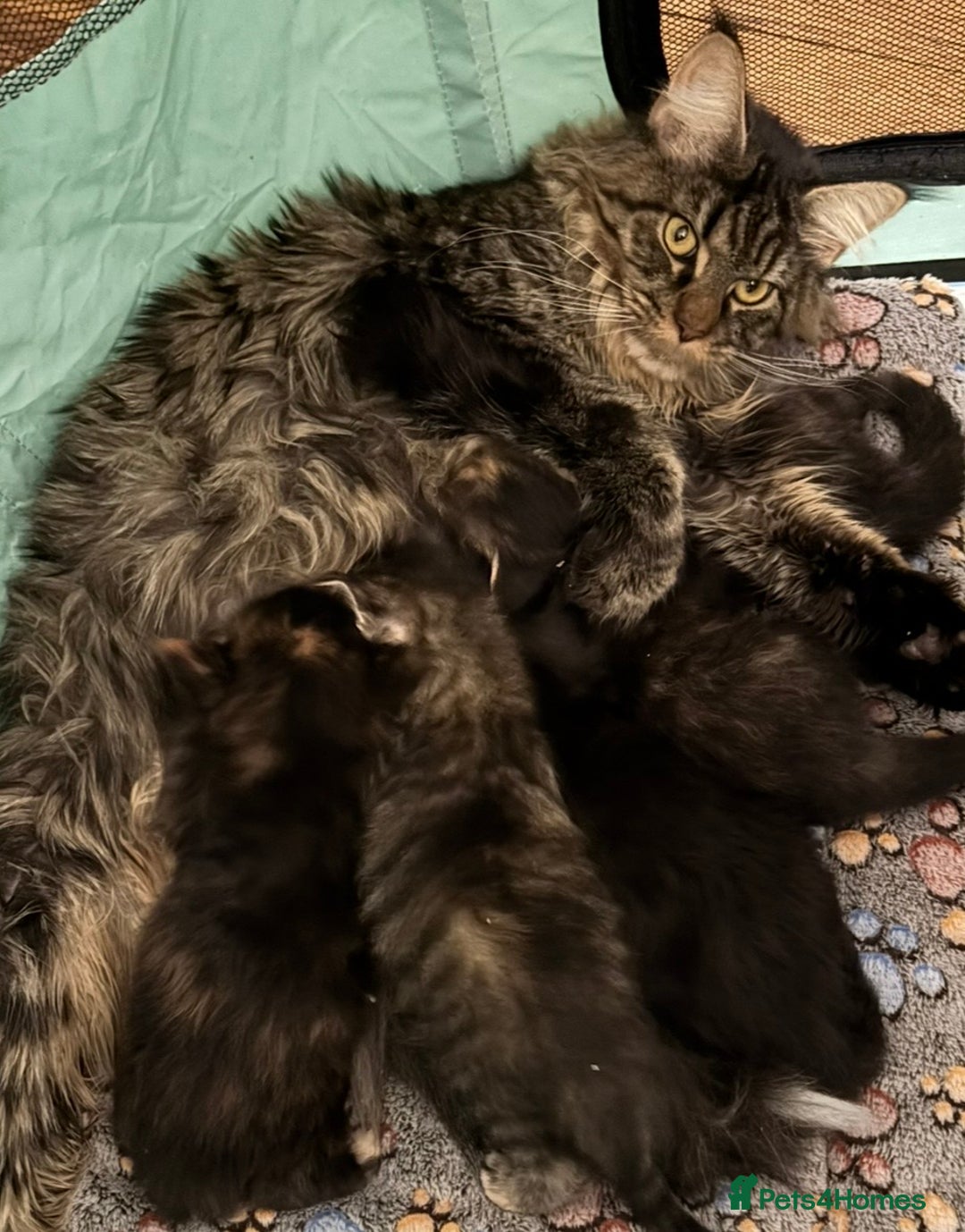 Maine Coon cats for sale: Maine Coon Kitten for Sale  - Advert 6