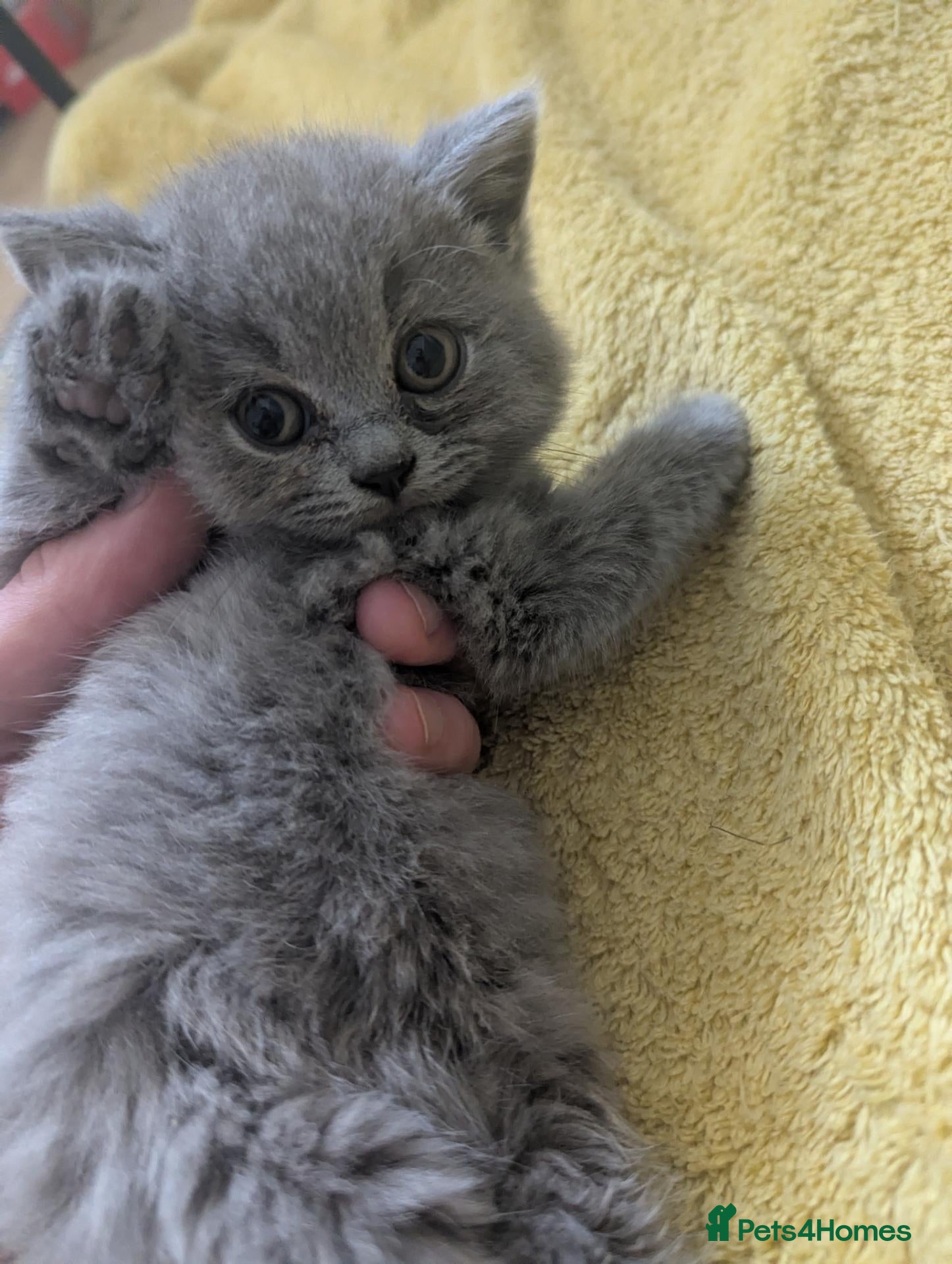 British Shorthair cats Beautiful British Shorthairs - Advert 14
