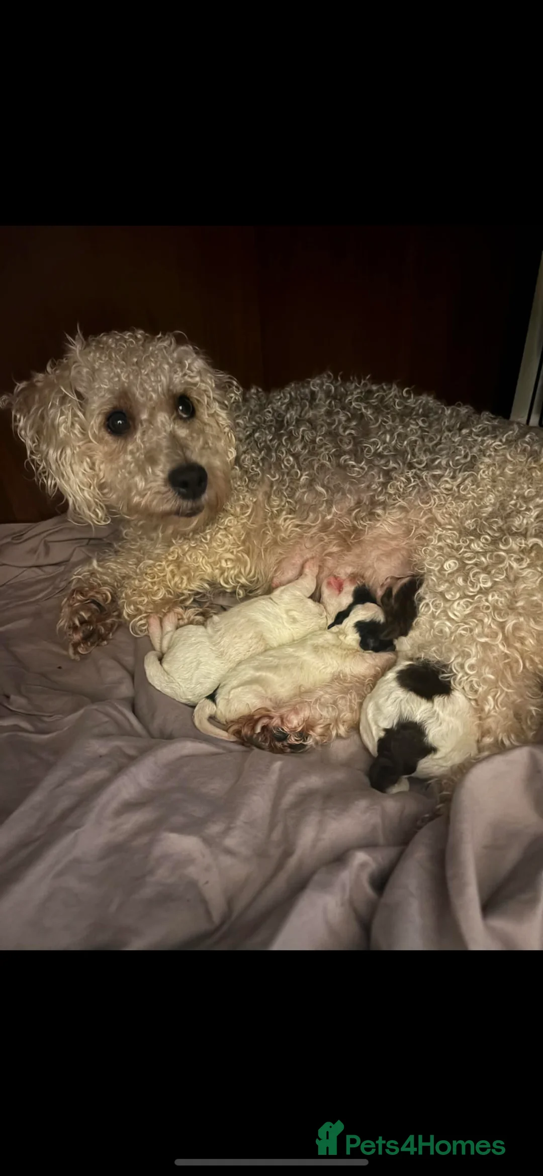 Mixed Breed dogs for sale: my girl has had a lovely litter of pups  - Advert 2