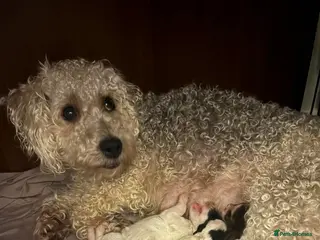 Mixed Breed dogs my girl has had a lovely litter of pups - Advert 14