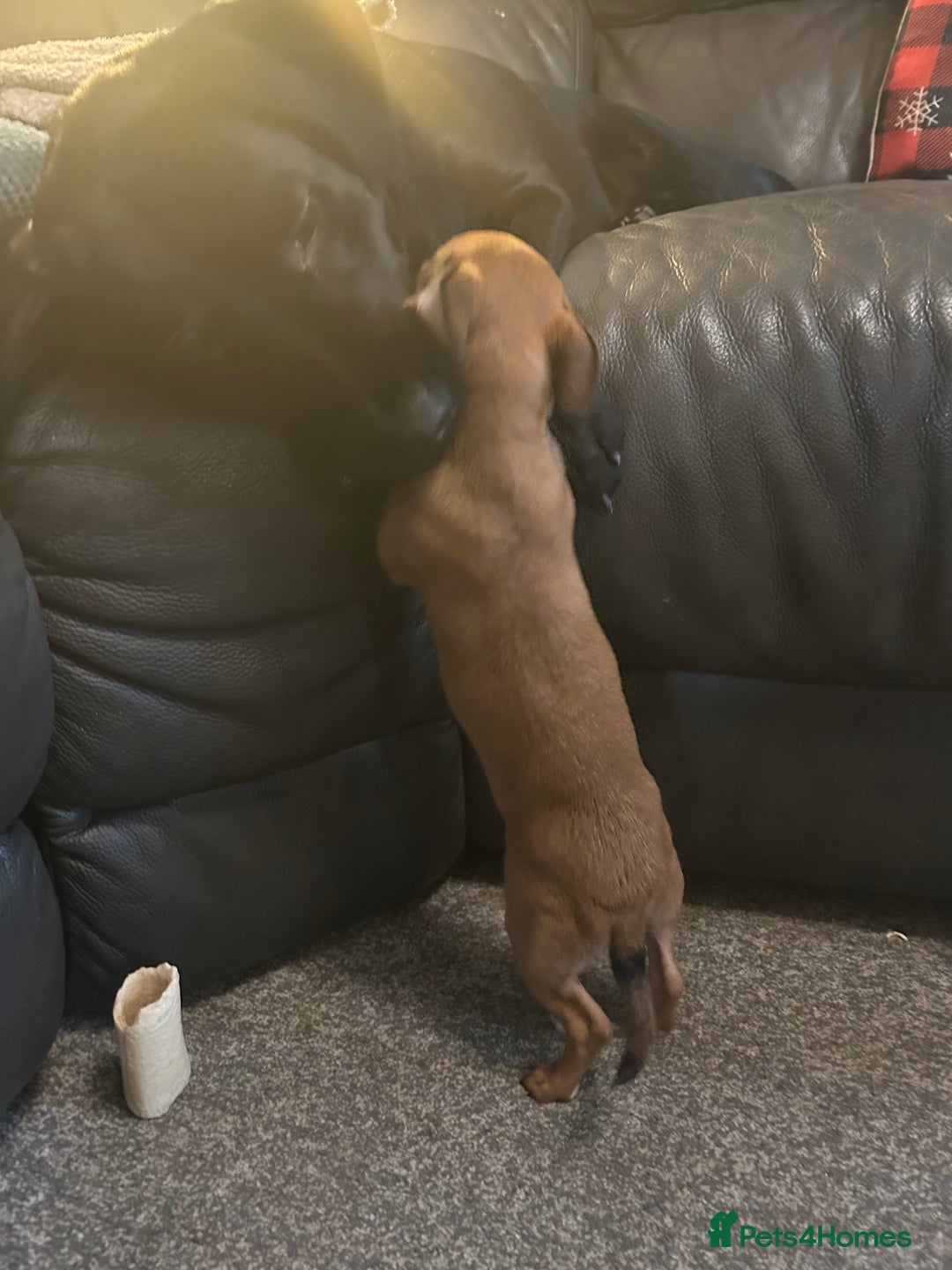 Mixed Breed dogs for sale: Beautiful female jackchi - Advert 3