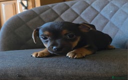 Jack Russell dogs for sale: Traditional Short Legged Jackrussell Pups!  - Image 9