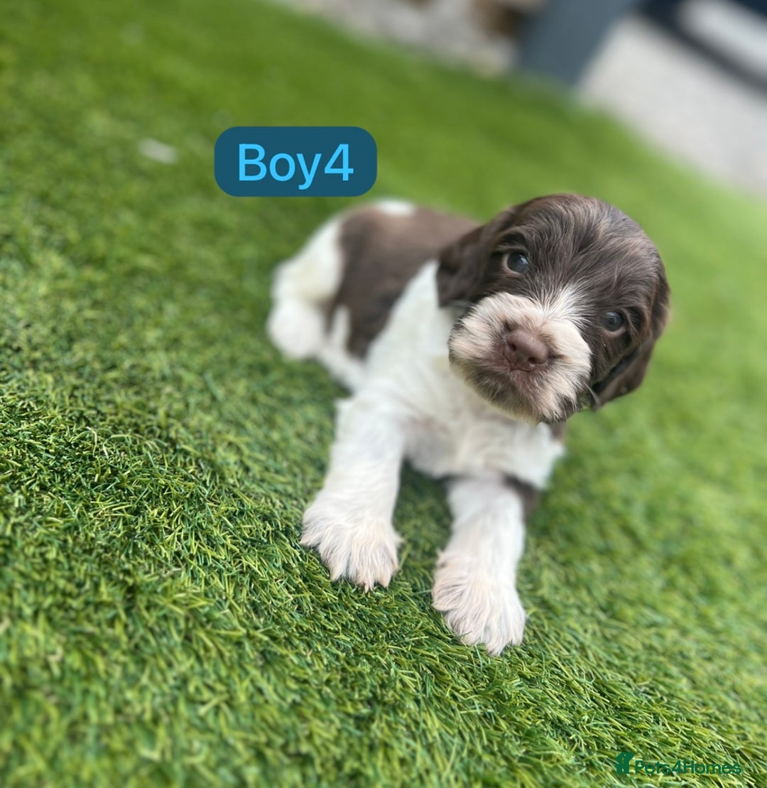 Cockapoo dogs for sale: F1B puppies - Image 4