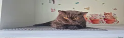 British Shorthair cats for sale: RESERVED *GCCF Registered Chocolate girl 'Hope' * - Advert 4