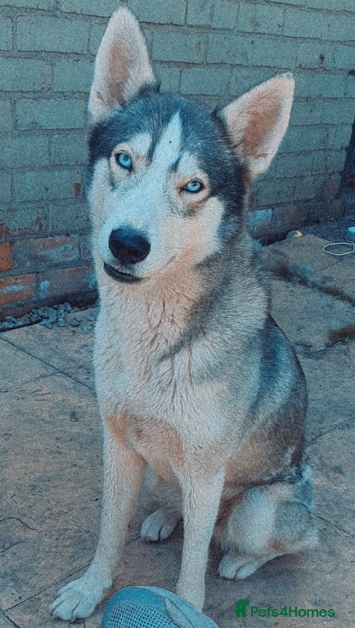 Siberian Husky dogs Husky puppies  - Advert 5