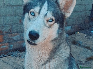 Siberian Husky dogs Husky puppies - Advert 7