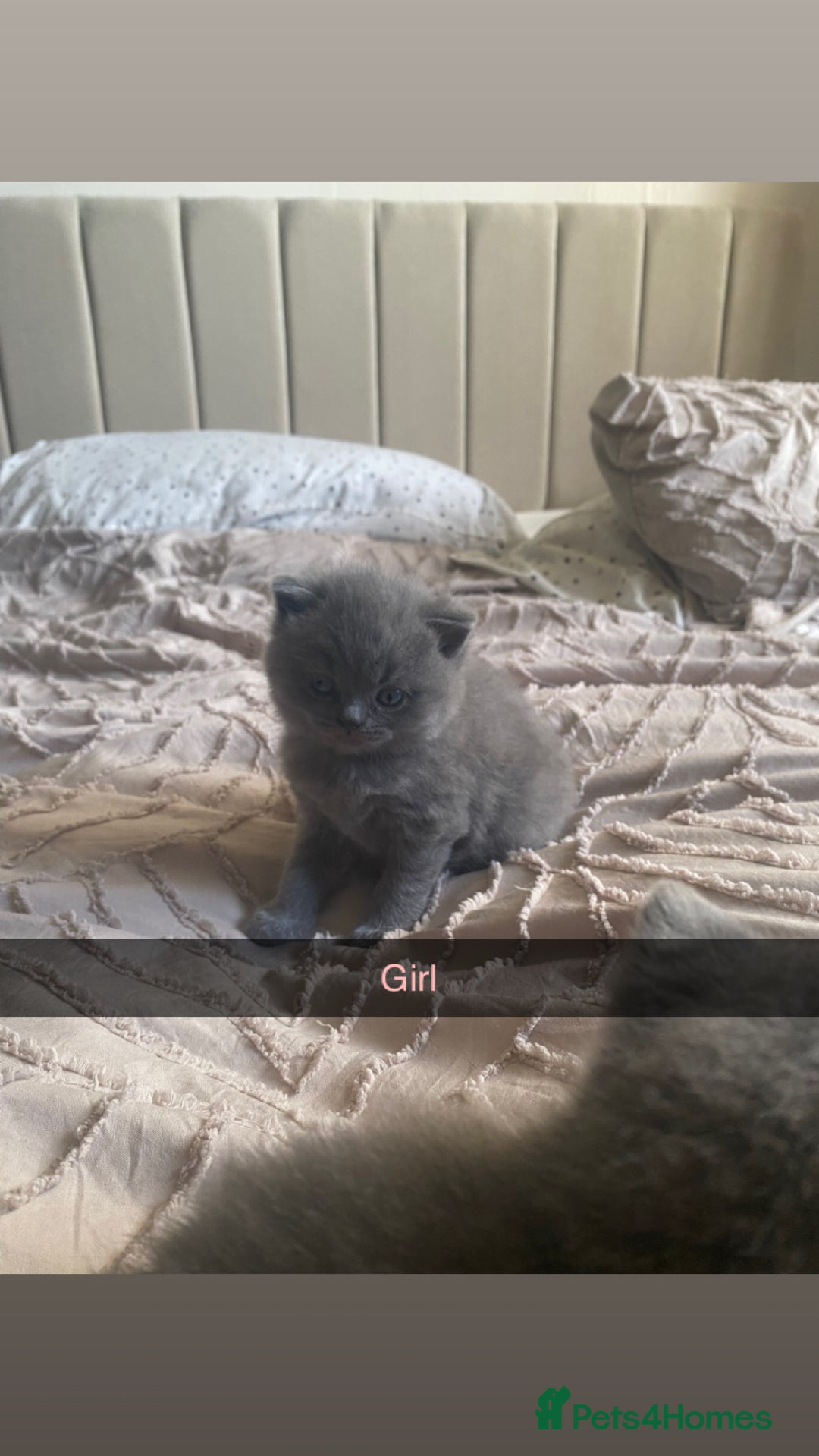British Shorthair cats for sale: British blue shorthaired kittens  - Advert 11