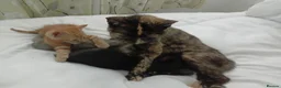 Mixed Breed cats for sale: Kittens 4 sale - Advert 5