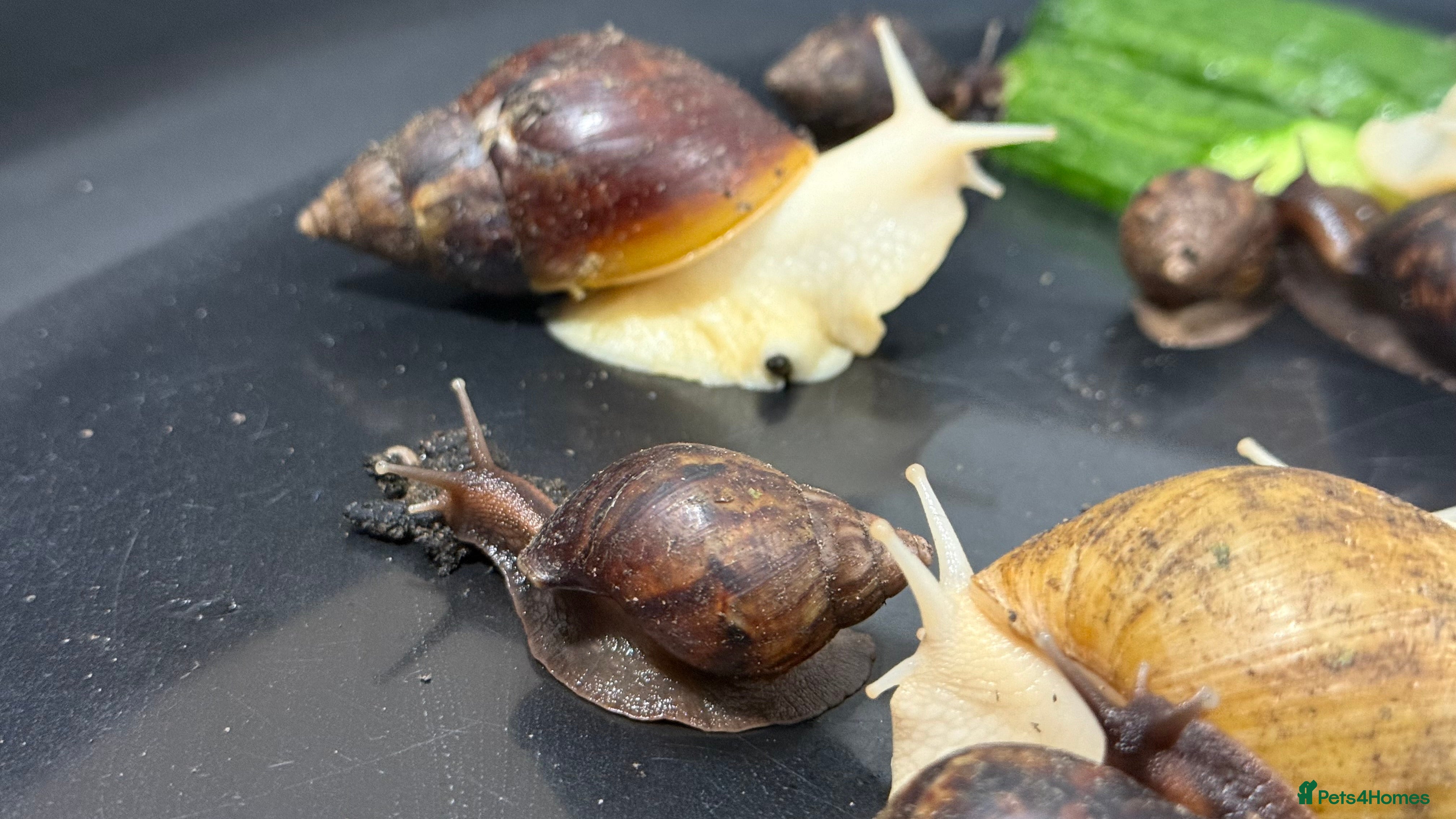 Snails invertebrates GIant African land snail babies  - Advert 1