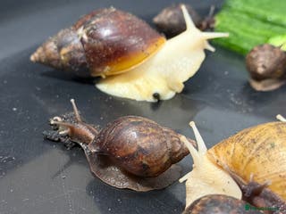 Snails invertebrates GIant African land snail babies - Advert 1