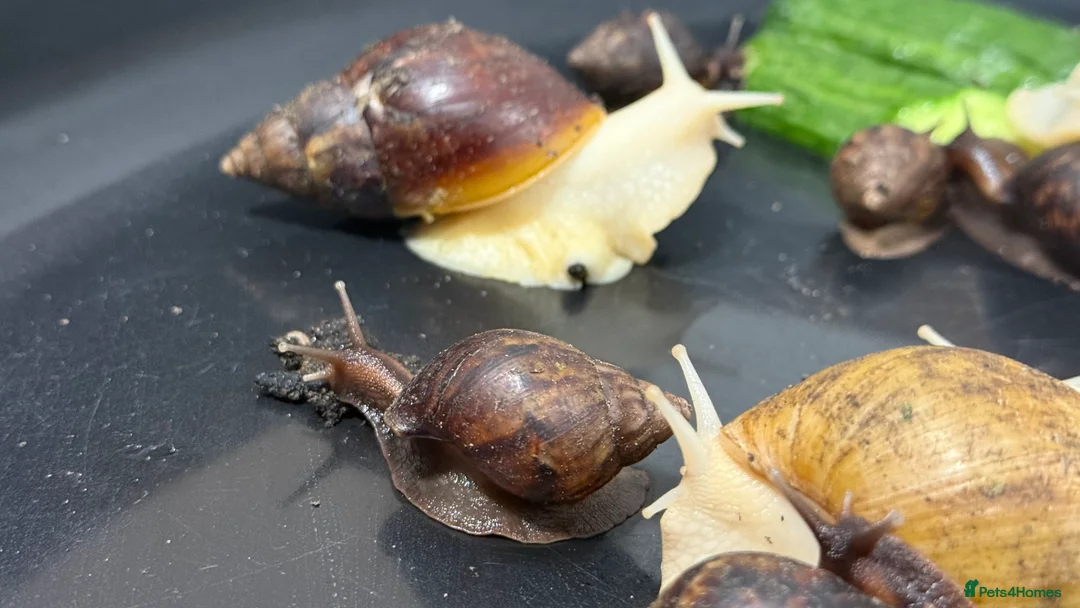 Snails invertebrates for sale: GIant African land snail babies  - Advert 1