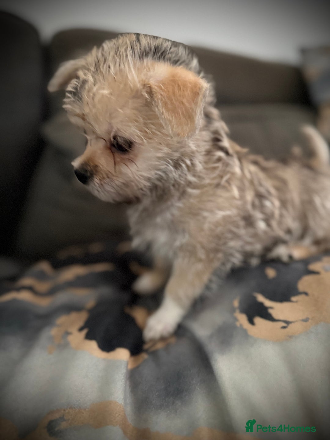 Mixed Breed dogs for sale: Malchi Puppies Looking for Their Forever Homes  - Image 22