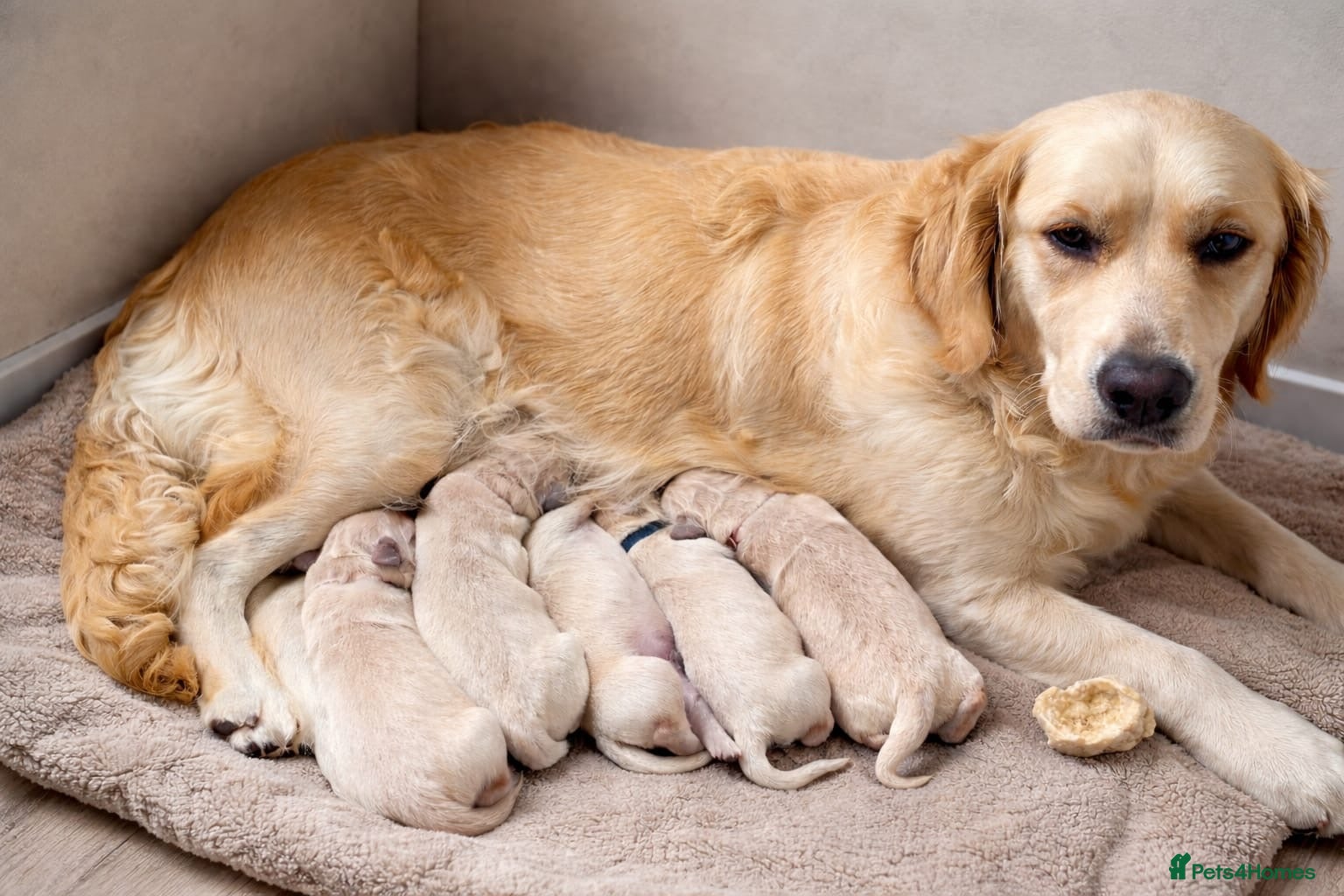 Golden Retriever dogs Golden retriever puppies - Advert 1