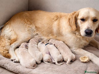 Golden Retriever dogs Golden retriever puppies - Advert 1