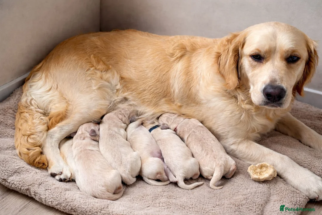 Golden Retriever dogs for sale: Golden retriever puppies - Advert 4