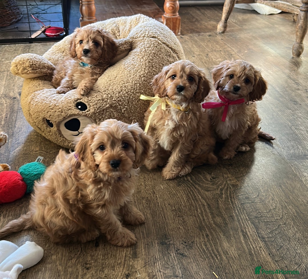 Cavapoo dogs for sale: Cavapoo F1 Ready Now - Advert 1