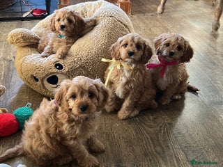 Cavapoo dogs Cavapoo F1 Ready Now - Advert 2