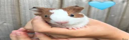 Guinea Pig rodents for sale: Baby Guinea Pigs for Sale  in Melton Mowbray - Advert 3