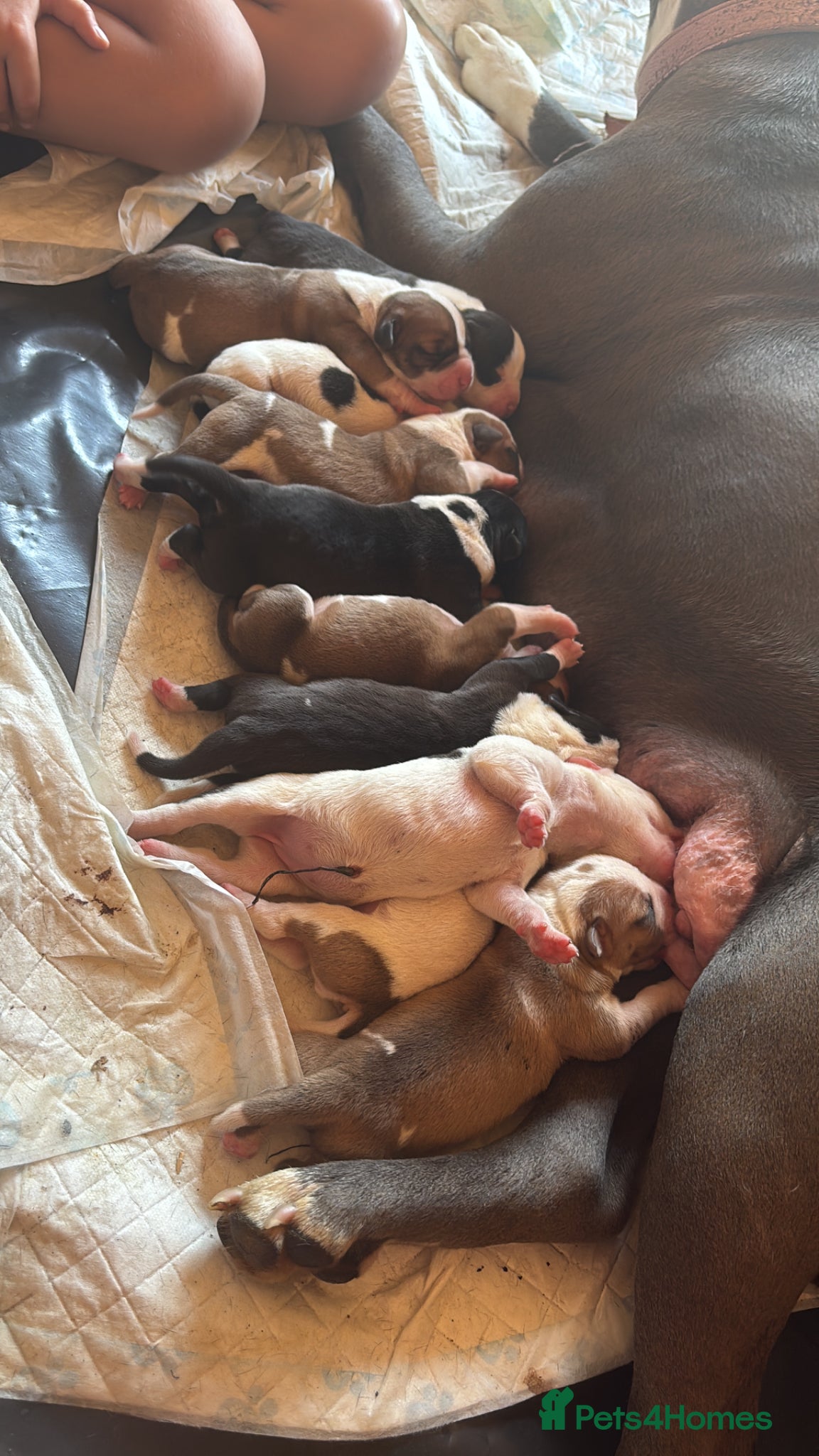 Mixed Breed dogs Old Tyme x American bulldog  - Advert 1