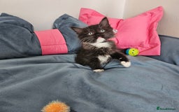 Ragdoll cats for sale: 3 Tica Boys Genetic test Certyficate HCM and PKD  - Image 1