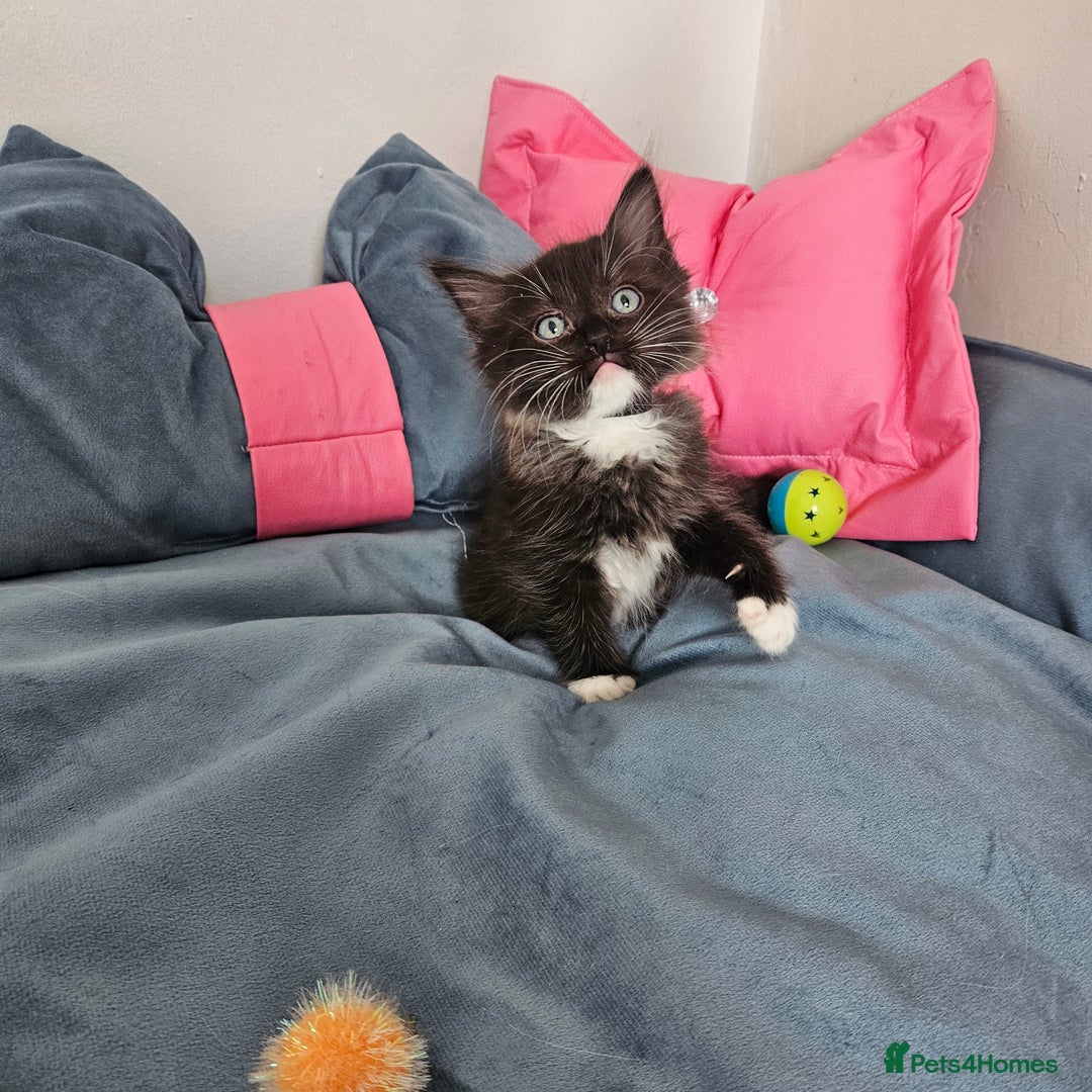Ragdoll cats for sale: 3 Tica Boys Genetic test Certyficate HCM and PKD  - Image 1