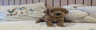 Cavapoo 4