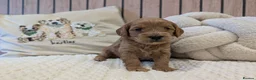 Cavapoo dogs for sale: BEAUTIFUL F1B CAVAPOO PUPPIES  - Advert 29