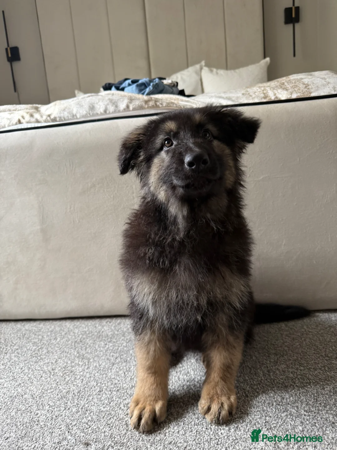 German Shepherd dogs for sale: GSD Male - Advert 1