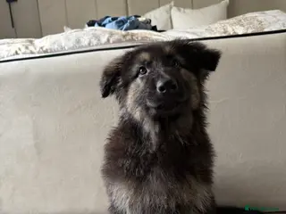 German Shepherd dogs German Shepherd Puppies - Advert 18