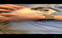 Guinea Pig rodents for sale: Male guinea pigs with cage and accessories  - Image 6