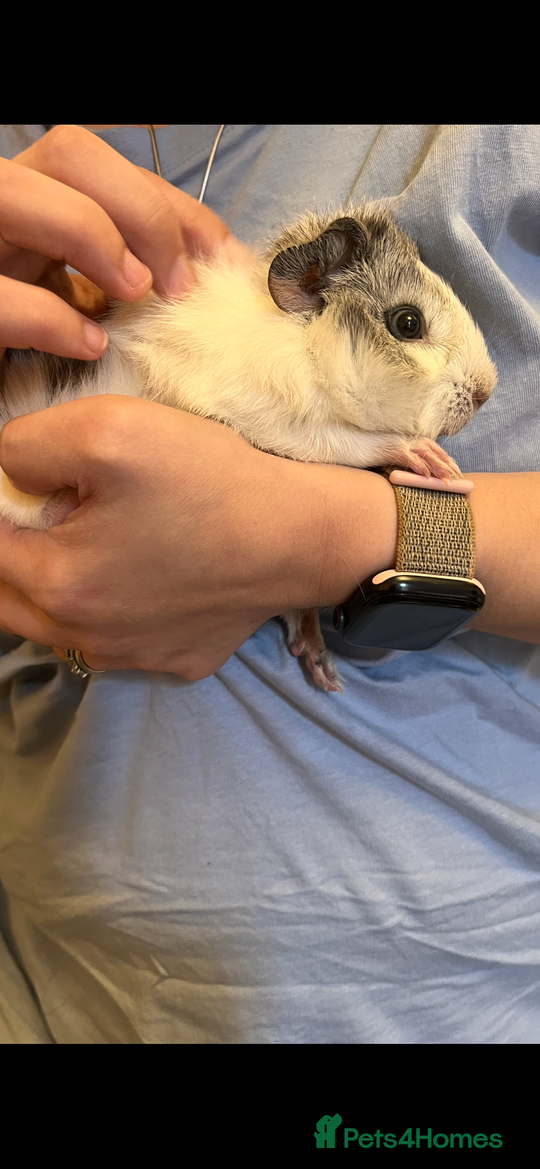 Guinea Pig rodents for sale: Male guinea pigs with cage and accessories  - Image 6