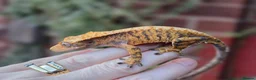 Gecko reptiles for sale: Various crested geckos - Advert 13