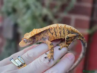 Gecko reptiles Various crested geckos - Advert 9