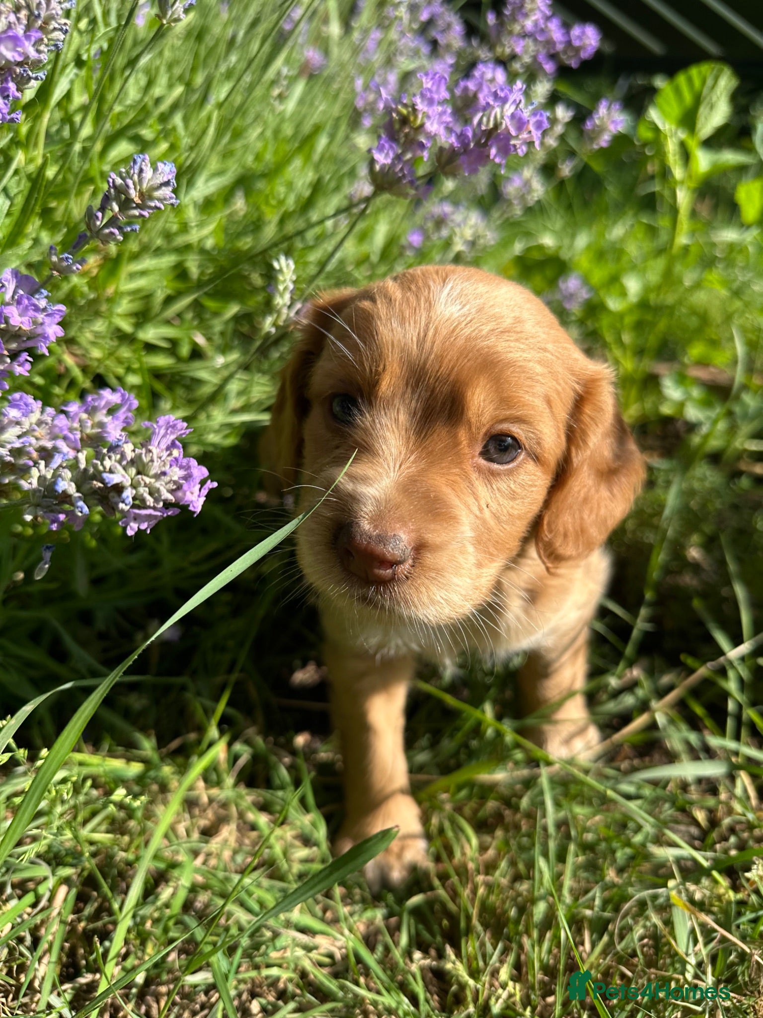 Mixed Breed dogs Cocker Sammy Spaniel puppies - Advert 2
