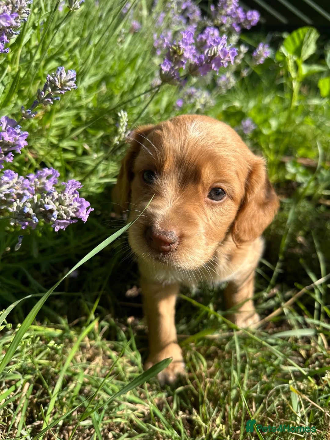 Mixed Breed dogs for sale: Cocker Sammy Spaniel puppies - Advert 2