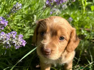 Mixed Breed dogs Cocker Sammy Spaniel puppies - Advert 2