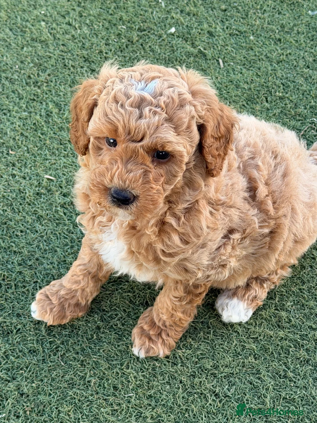 Poochon dogs for sale: Gorgeous Poochon boys ready now - Advert 2