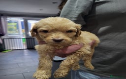 Labradoodle dogs for sale: Large standard labradoodles - Image 27