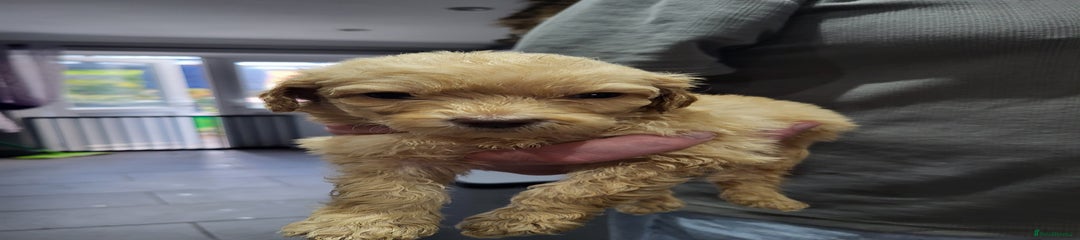Labradoodle Puppy 6