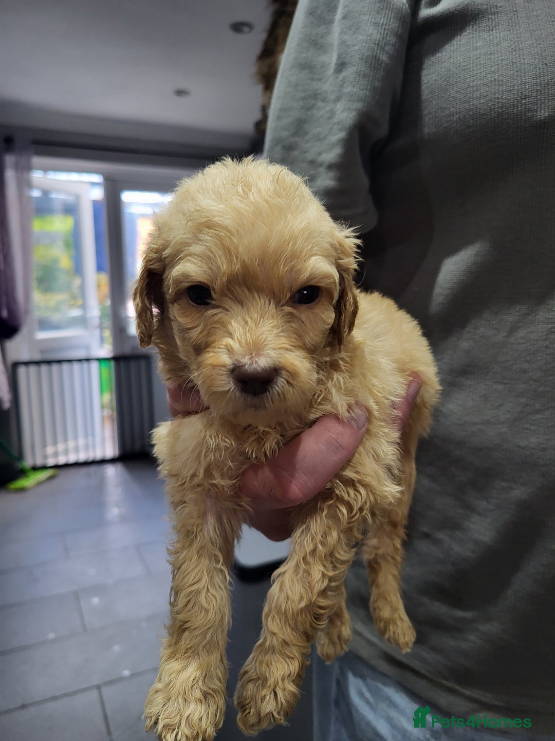 Labradoodle dogs for sale: Large standard labradoodles - Image 27