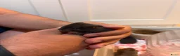 Hamster rodents for sale: Syrian Hamster Pups Babies Black Brown  - Advert 5