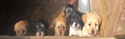 Jackapoo dogs for sale: 6 beautiful jackapoo pups - Advert 11