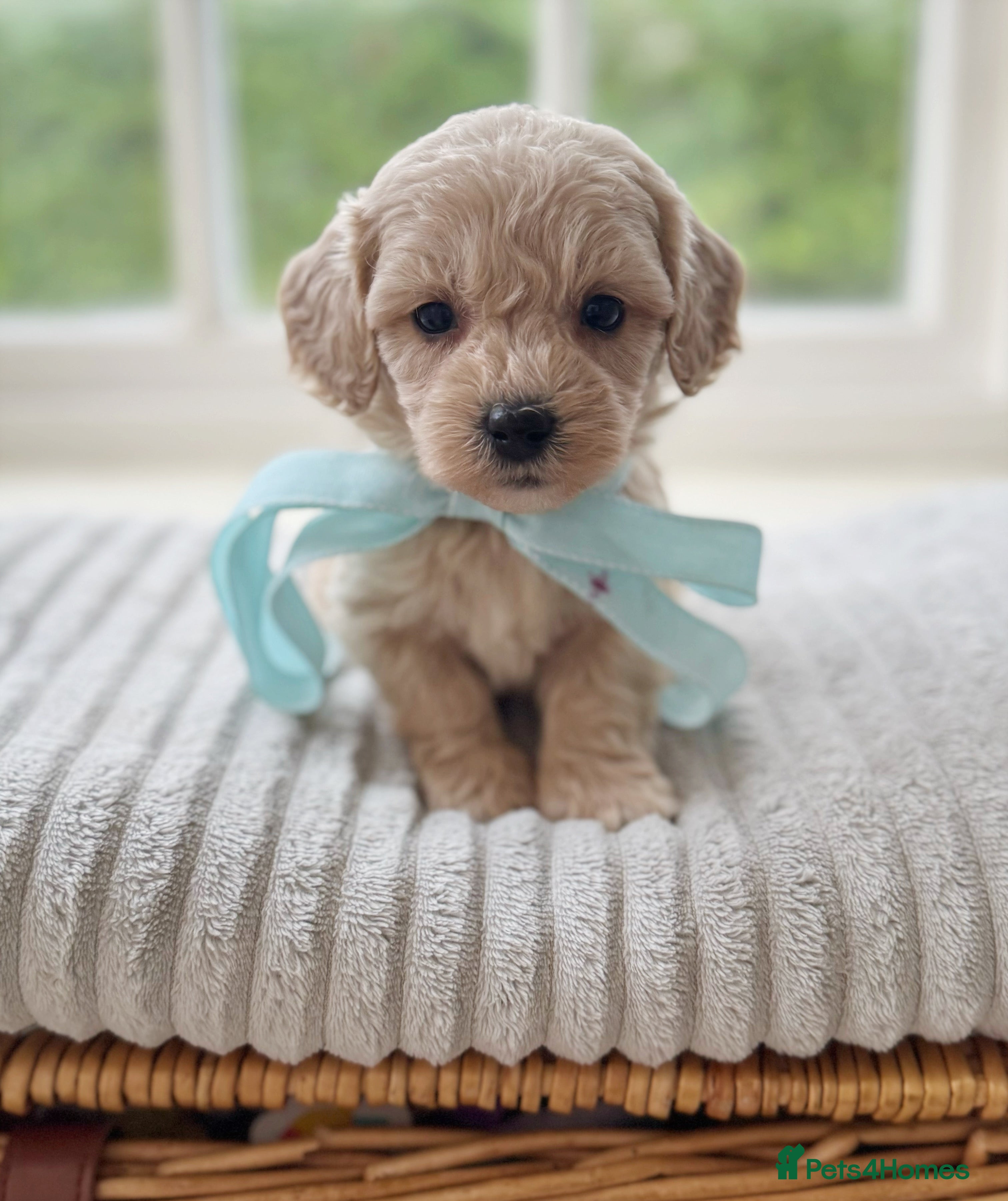 Cavapoochon dogs Gorgeous cavapoochon babies - Advert 3