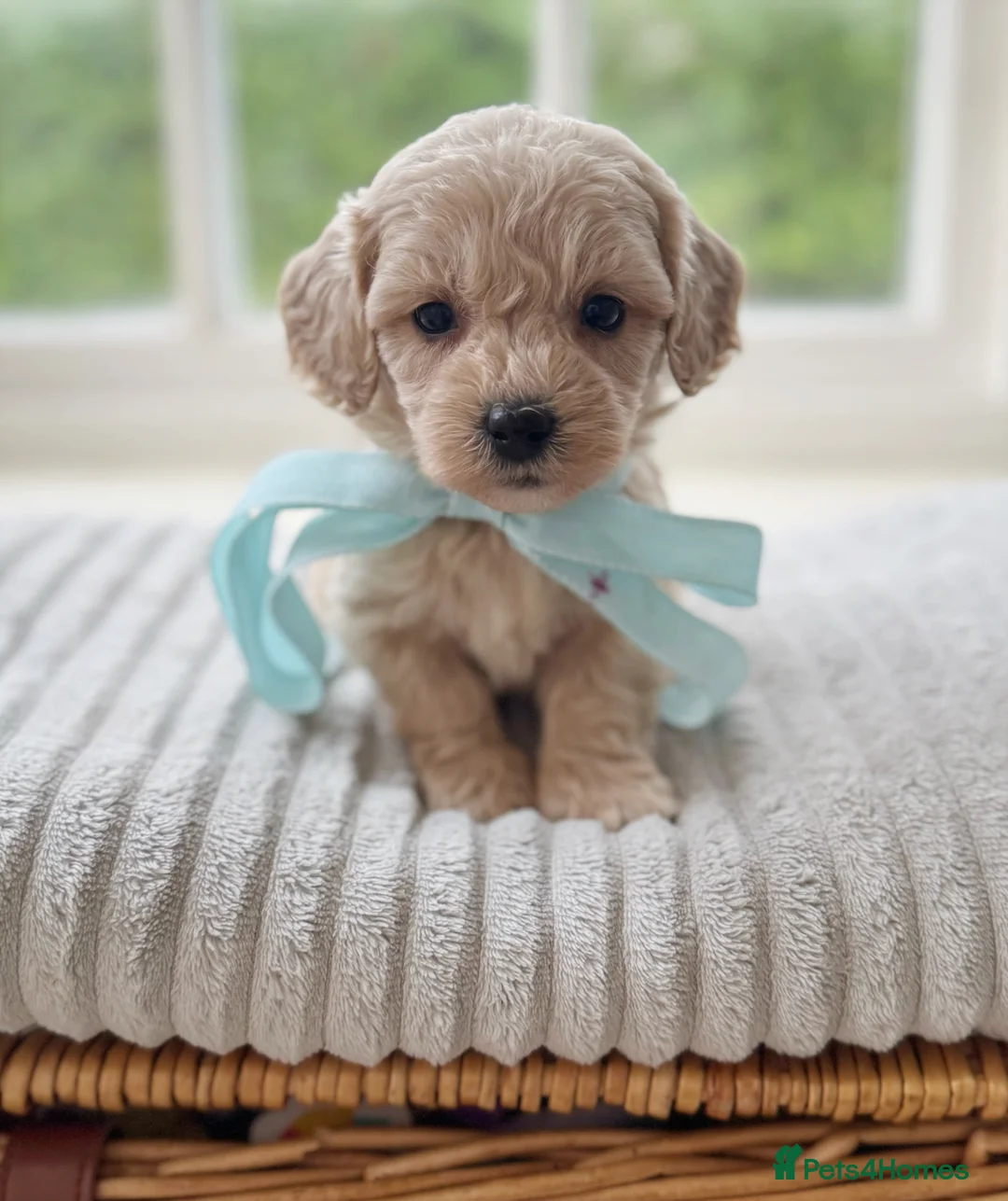 Cavapoochon dogs for sale: Gorgeous cavapoochon babies - Advert 2