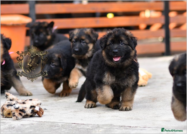 German Shepherd dogs BRUSAVENBERG LITTER DUE 3rd WEEK of JANUARY 2026 - Advert 13