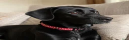 Patterjack dogs for sale: 🐾Gorgeous Patterdale Jack Puppies – Ready Now 🐾 - Advert 6