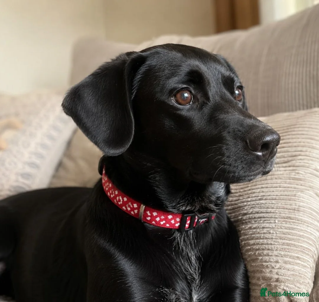 Patterjack dogs for sale: 🐾Gorgeous Patterdale Jack Puppies – Ready Now 🐾 - Advert 6